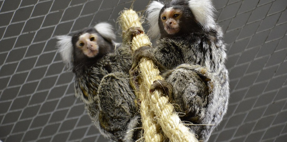 Приматы из челябинского зоопарка ушли на карантин