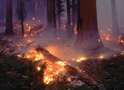 За выходные в лесах Челябинской области зарегистрировано 178 возгораний