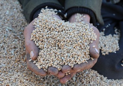 В Челябинской области состоялись первые закупочные интервенции зерна
