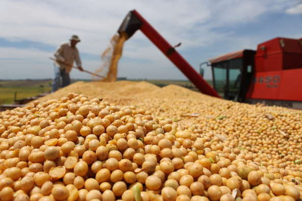 Челябинские ученые-аграрии колдуют над новыми сортами пшеницы и сои