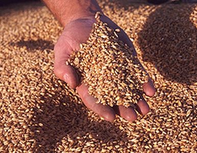 Южноуральцам удалось продать государству зерно по более выгодным ценам, чем зауральцам