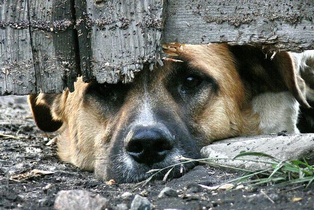 По факту гибели собак в Златоусте в полиции ведется доследственная проверка