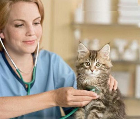 Челябинск подружит медицину с ветеринарией