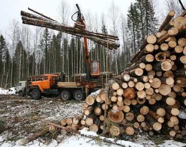 На Южном Урале коммерческие структуры при заготовке леса завышают цены
