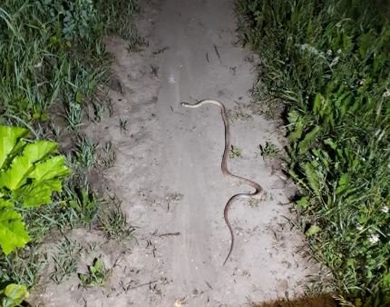 В Прикамье прохожие заметили на улице змею (видео)