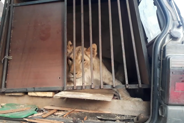 В Челябинске львица неделю жила в припаркованной во дворе машине (видео)