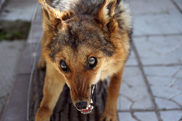 Жительница Троицкого района умерла от укуса бешеной собаки, которую заразила лиса