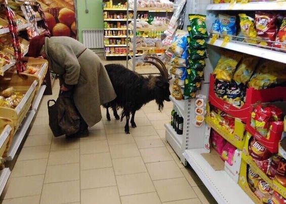 «Не рискнула оставить возле магазина». Пожилая женщина пришла за покупками с козлом