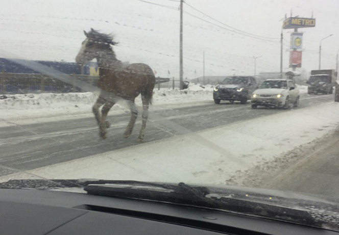 Лошадь сбежала по трассе из Копейска в Челябинск