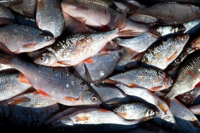 Озера Южного Урала ждут рыбной «посевной»