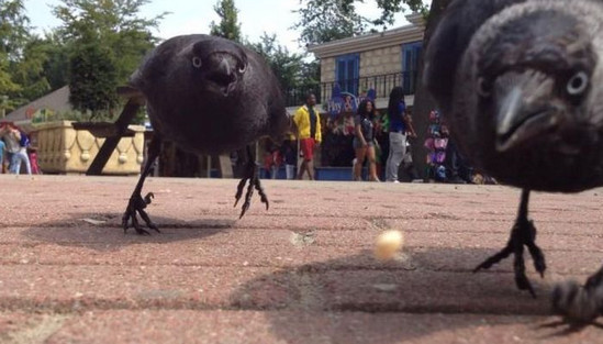 Вороны vs южноуральцы. Злые птицы атакуют пешеходов
