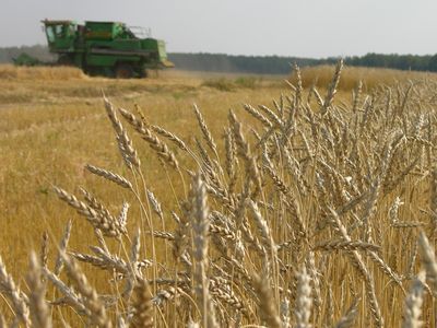 В Челябинской области намолочено уже 540 тысяч тонн зерна