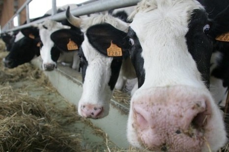 В Октябрьском районе коровы из Айдахо принесли первых телят и первые тонны молока