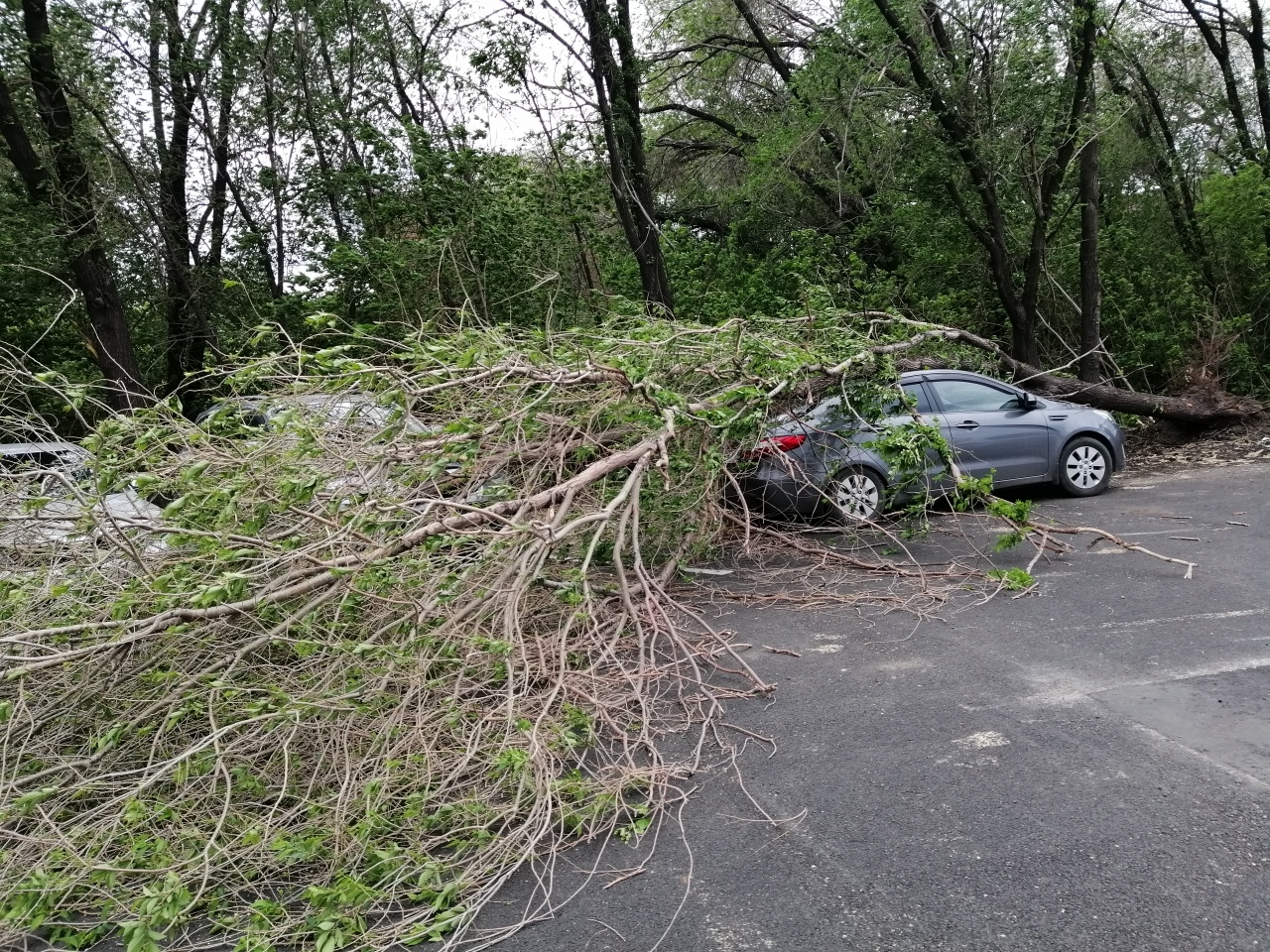 Ронял деревья и срывал крыши. Последствия урагана на Южном Урале. Фото и видео 