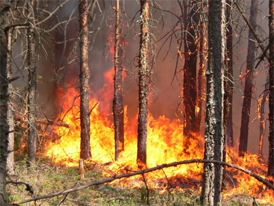 В среду вечером лесной пожар подошел вплотную к селу Верхняя Санарка