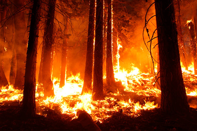 Аномальная жара спровоцировала на Южном Урале пять лесных пожаров