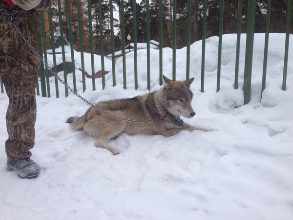 «Что происходит?» Главу Челябинской области шокировал волк в городском парке