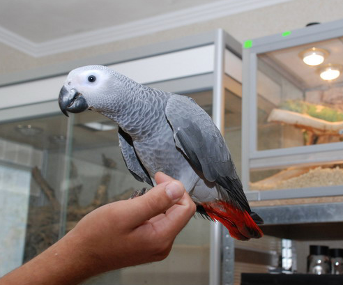 В Озерске мошенники продали мужчине виртуального попугая