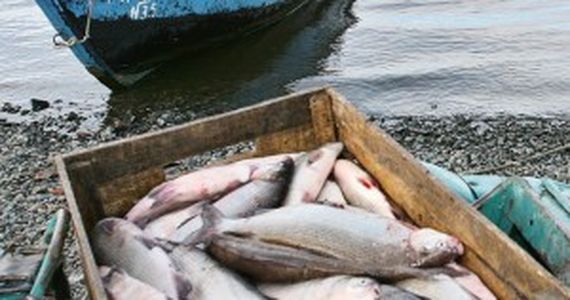 На Южном Урале установлены четкие требования для рыбопромысловых участков 