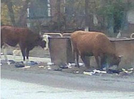 В Нязепетровском районе бродячих коров «украсят» голубыми метками