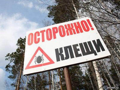 Максимальная активность клещей зарегистрирована в 11 районах Челябинской области