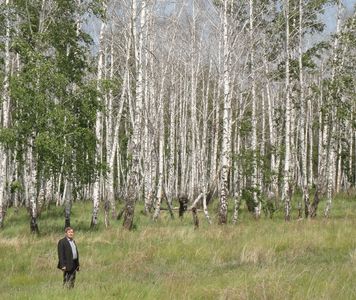 В лесах Уйского района третий год свирепствует непарный шелкопряд