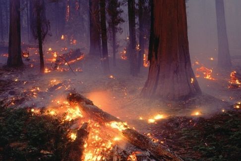 В Кусинском районе лесной пожар подобрался к поселку Медведевка