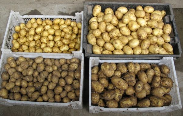 Россельхознадзор Южного Урала наказал предпринимателя за торговлю картошкой
