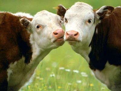 В Челябинской области призывают хозяйства увеличить мясное поголовье скота