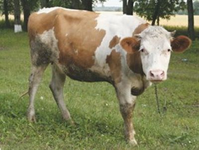 В Варне продают молоко от лейкозных коров 