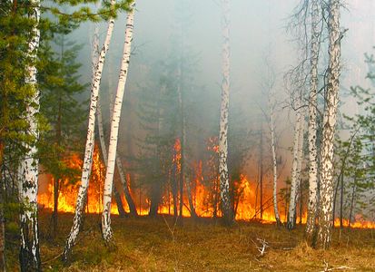 Особый режим введен  в лесах десяти районов Челябинской области