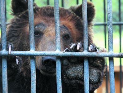 «Челябинский форум защиты животных» обеспокоен судьбой бурого медведя