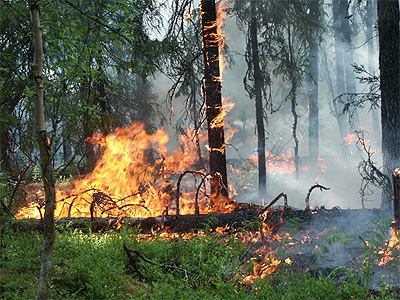 Челябинская область находится на первом месте в России по числу природных пожаров
