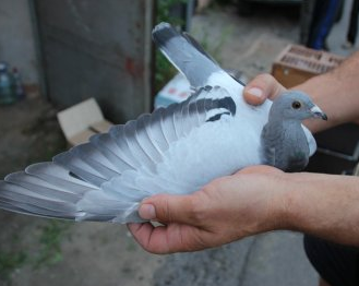 В Зауралье 21-летний парень украл 17 голубей 