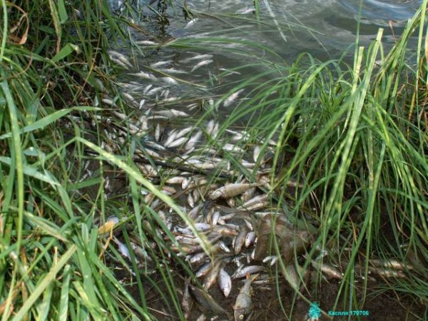«Южуралзолото» отравило рыбу в реке Курасан