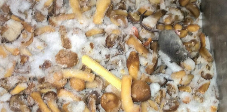 Пермячка в магазине обнаружила мышь в замороженных опятах