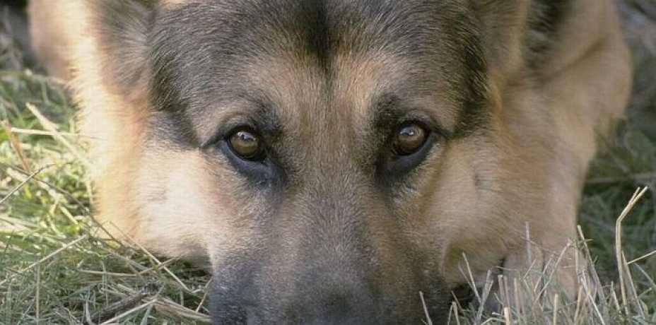 Собаки, убившие ребенка в Челябинске, могли быть заражены бешенством