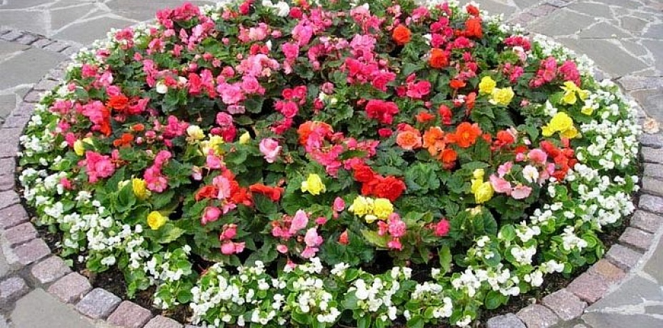 В двух районах Челябинска высадят 110 тысяч саженцев цветов