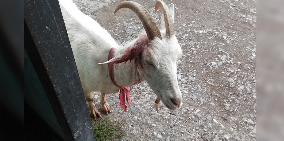 Беззащитную козу отбили от стаи бродячих собак в Челябинской области