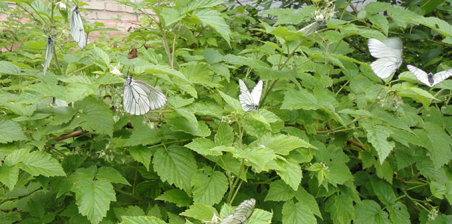 Бабочки оставят садоводов без урожая
