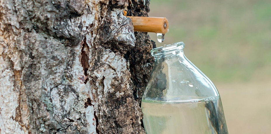 Чем полезна «деревянная вода»? На Южном Урале начался сезон березового сока