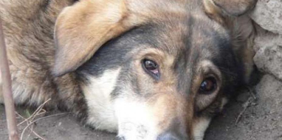 По двум заявлениям жительниц Златоуста об отравлении собак возбуждено уголовное дело