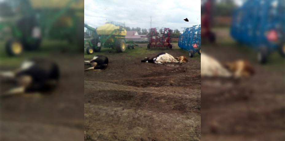 «Пили из лужи». Массовая гибель коров в Чебаркульском районе стала причиной серьезной проверки 