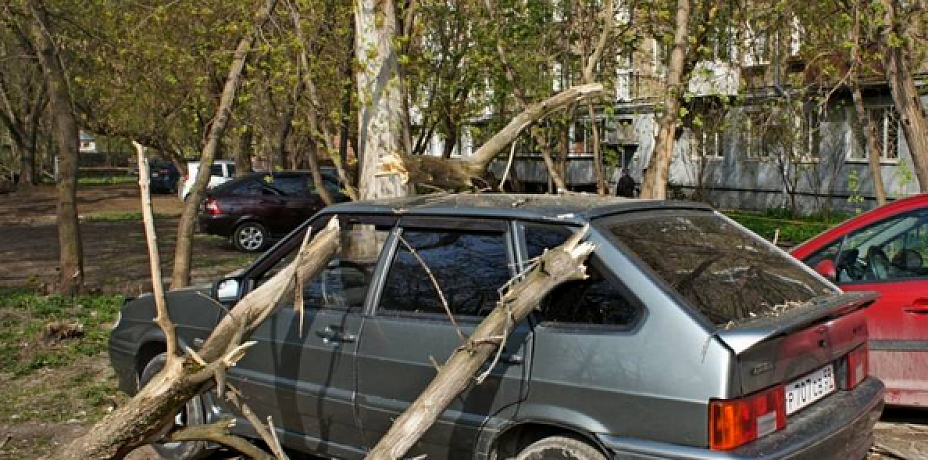 В Перми ураганный ветер опрокинул дерево на припаркованные авто