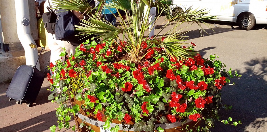 Круглый год зелено! В Челябинске высадят искусственные цветы и пальмы
