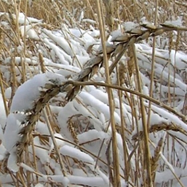 Ранний снег не помешал аграриям региона собрать более 2 миллионов тонн зерна
