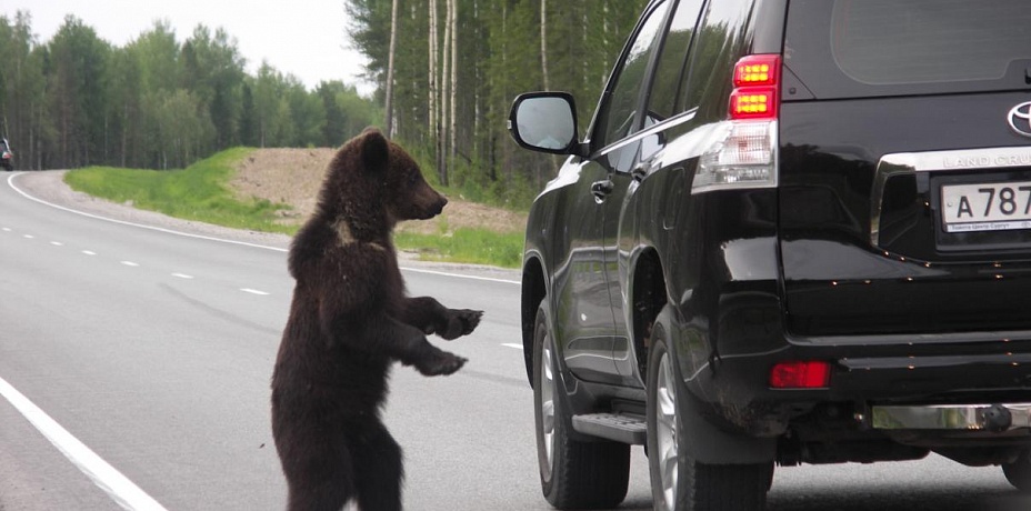 Автомобилист встретился с медведем на ночной трассе под Миассом. Видео
