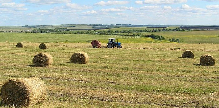 Минсельхоз области подвел итоги июля по заготовке кормов