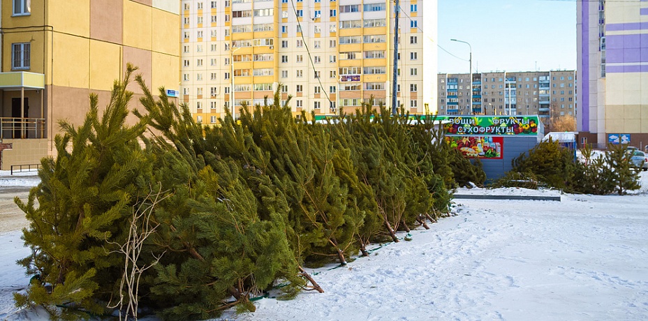 В Челябинске продолжается экологичный сбор елок