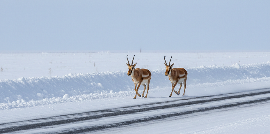 В Челябинской области впервые с конца XX века запечатлели краснокнижных сайгаков